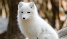 《白狐》在线观看,穿越时空的奇幻爱情传奇